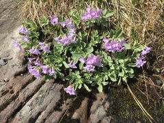 Primula marginata