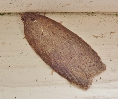 Semioscopis