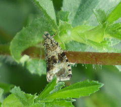 Syricoris lacunana