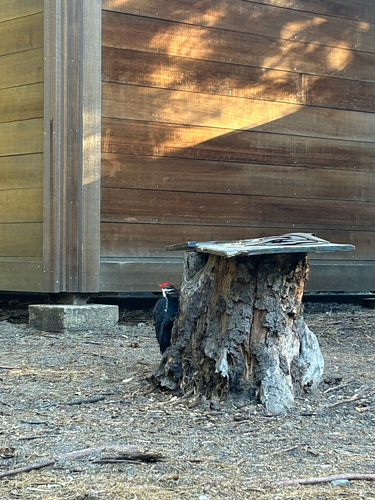 iNaturalist observation photo of Pileated Woodpecker