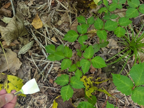 Toxicodendron orientale, photograph 1