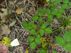 Toxicodendron orientale, photograph (c) Atsushi Nakajima, some rights reserved (CC BY)