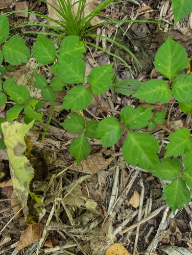 Toxicodendron orientale, photograph 2