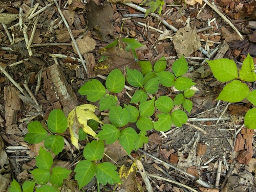 Toxicodendron orientale
