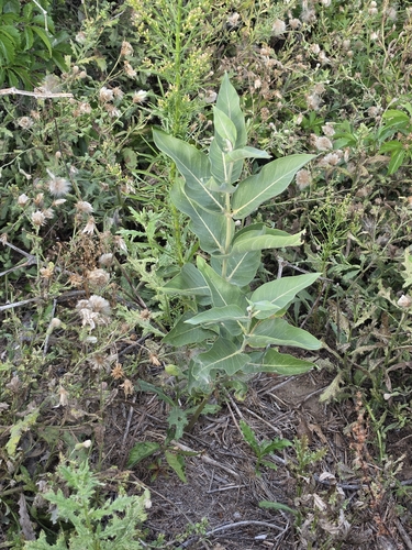 common milkweed