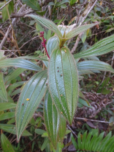 Miconia ciliata