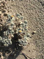 Psathyrotes ramosissima