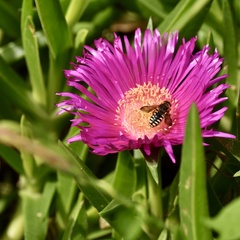 Rhodanthidium septemdentatum