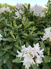 Rhododendron