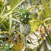 Cerrado Pineapple - Photo (c) Vengolis, some rights reserved (CC BY-SA)
