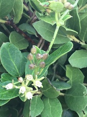 Cynanchum natalitium