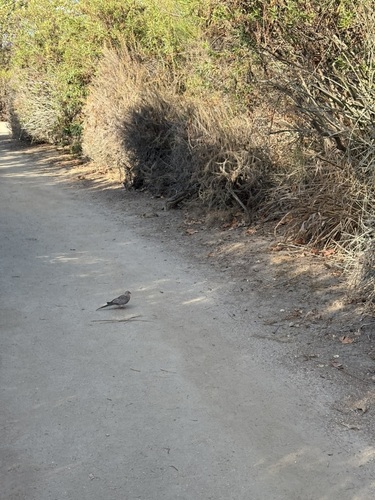 iNaturalist observation photo of Mourning Dove