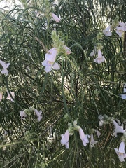 Chilopsis linearis