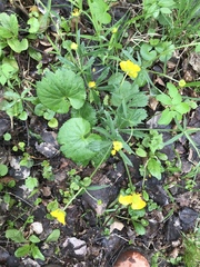 Ranunculus cassubicus