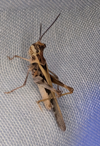 Hippopedon capito