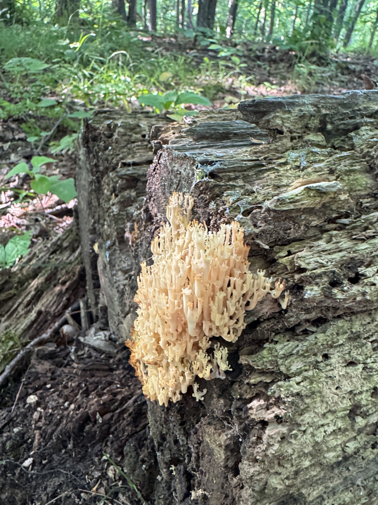 crown-tipped coral fungus · August 2026 · photo: Photo: no rights reserved · iNaturalist