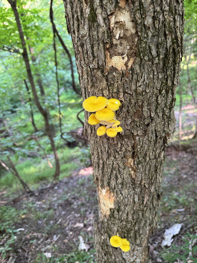 Golden Oyster Mushroom · August 2026 · photo: Photo: no rights reserved · iNaturalist