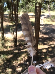 Accipiter nisus