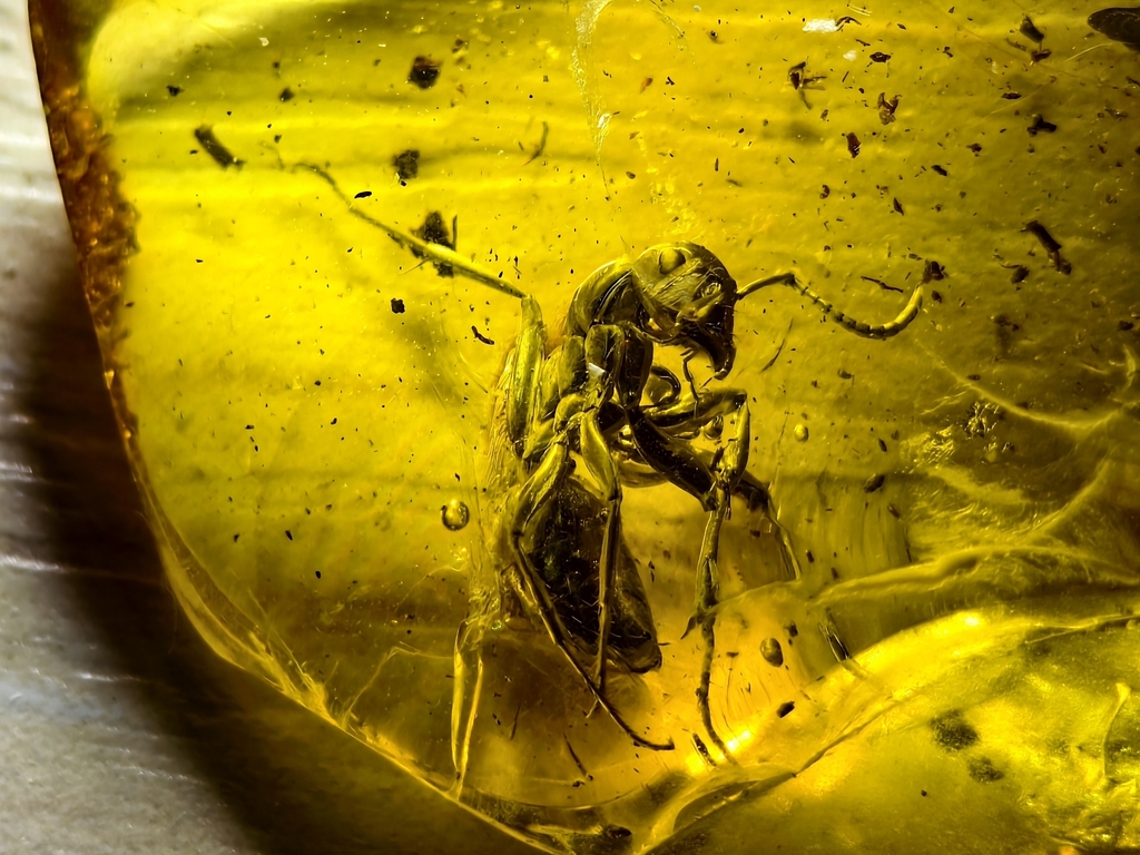 Formica flori