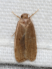 Autosticha kyotensis