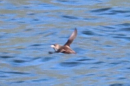 Marbled Murrelet
