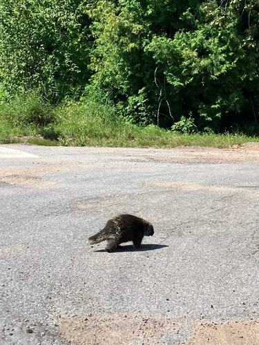North American Porcupine