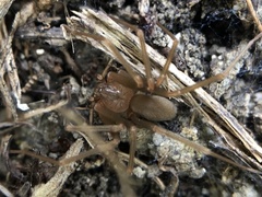Loxosceles rufescens