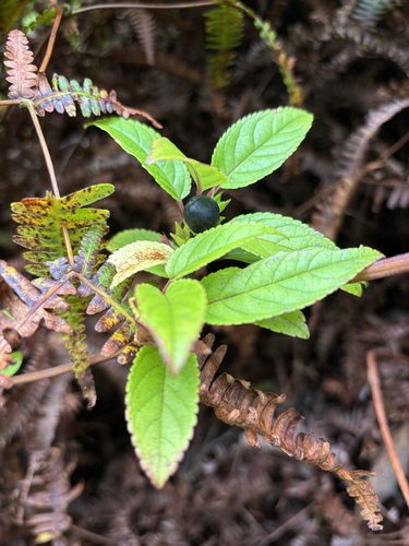 Stenogyne purpurea observed 2026-08-07