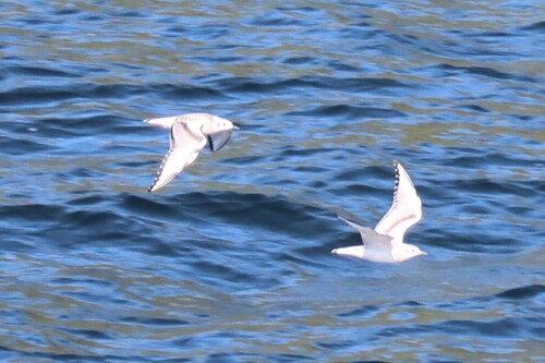 Bonaparte's Gull