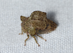 Heliria cornutula