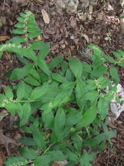 Lithospermum helleri