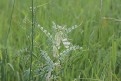 Vicia pannonica