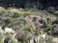 Austroderia toetoe, photograph (c) Arnim Littek, some rights reserved (CC BY)