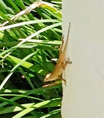 Anolis sagrei