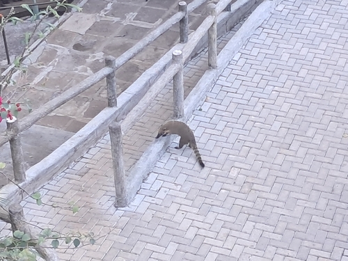 South American Coati
