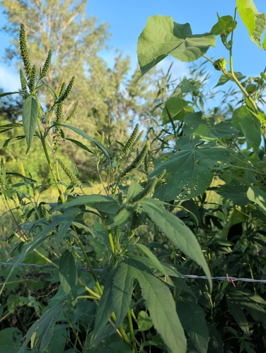 giant ragweed