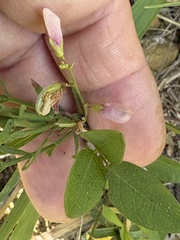 Galactia regularis, photograph author not stated, no rights reserved