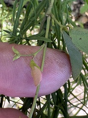 Galactia regularis, photograph author not stated, no rights reserved