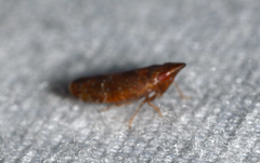 Scaphytopius rubellus