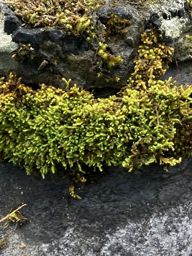 Claopodium rostratum observed 2026-08-18