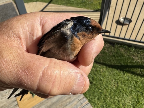 Welcome Swallow