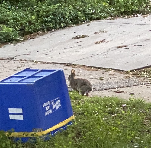 Eastern Cottontail photographed in Kansas