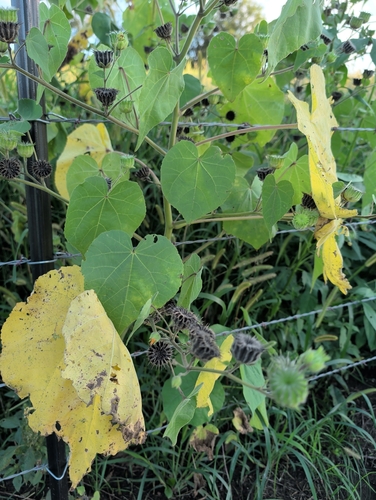 velvetleaf
