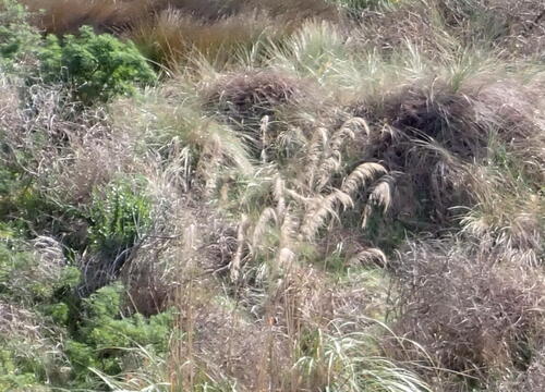 Austroderia toetoe
