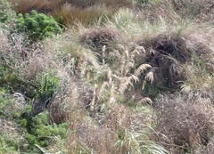 Austroderia toetoe