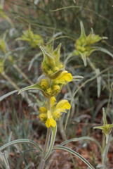Phlomis lychnitis