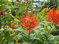 Combretum constrictum