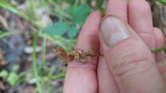 Carex tribuloides