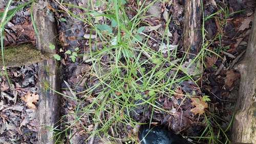 Carex tribuloides, photograph 1