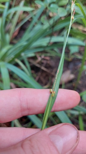 Carex granularis, photograph 3